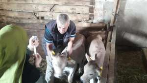 Sandıklı'da büyükbaş hayvanlara şap aşısı uygulanıyor