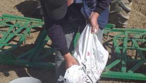 Afyonkarahisar'da Yerli tohum yağlık bitki ekildi