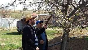 Dazkırı'da ağaçlarla ilgili hastalık ve budama eğitimi verildi