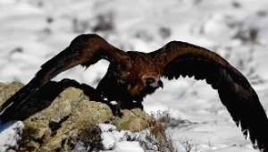 Kara Akbaba büyük ilgi gördü