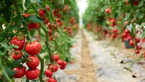 Rusya’ya domates ihracatında kota 350 bin tondan 500 bin tona çıkarıldı