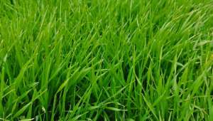 Yerli ve milli tohumlardan ekilen çeşitler sahada kontrol ediliyor