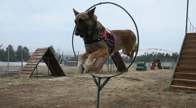 Kars’ta Hassas Burunlu Köpekler Her Alanda Görev Alıyor
