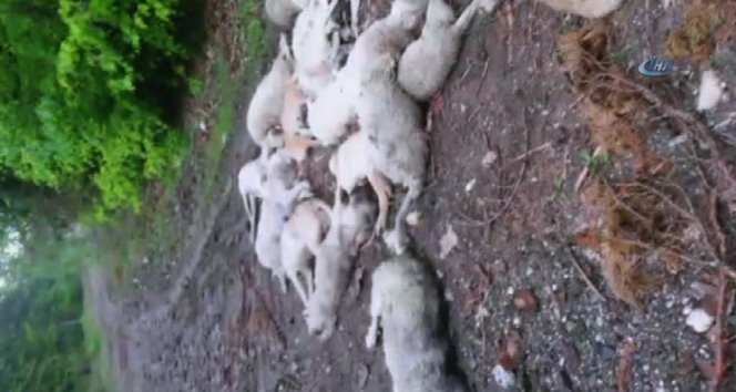 25 sokak köpeği zehirli iğne ile öldürüldü