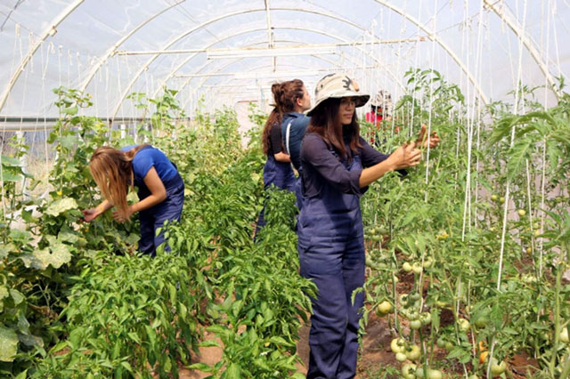Afyon’da 10 genç çiftçi hibe alacak