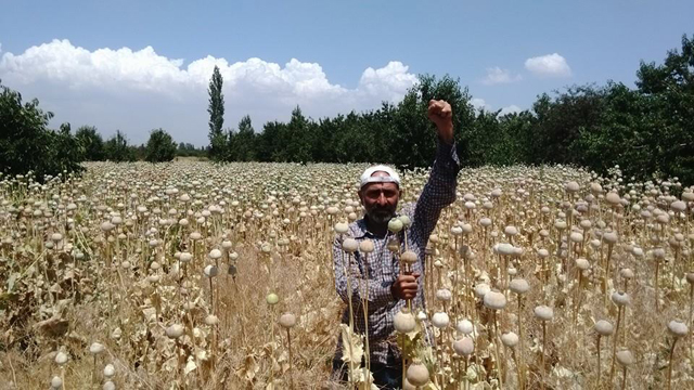 Afyon’un haşhaş tarlalarından