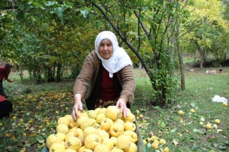 Afyonkarahisar’da bin 87 ton ayva üretildi