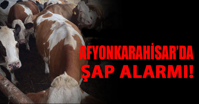 Afyonkarahisar’da “Şap” Alarmı