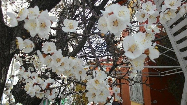 Ağaçların Erken Çiçek Açması Üreticiyi Tedirgin Etti
