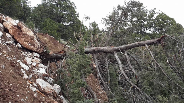 Ardıç katliamcısı firmaya ceza