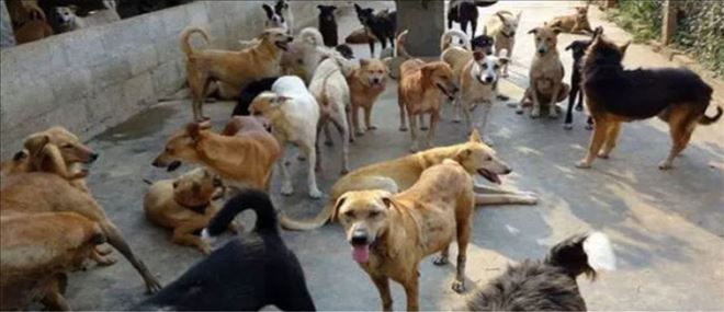 Bolvadin’de başı boş köpekler vatandaşın korkulu rüyası oldu