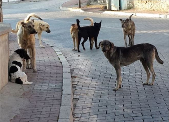 Bolvadin halkı hizmet bekliyor