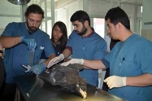 Can Çekişirken Bulunan Akbaba Hayata Döndürüldü