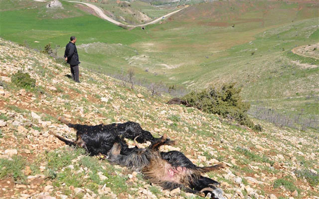 Çivril’de yıldırım 35 keçiyi telef etti
