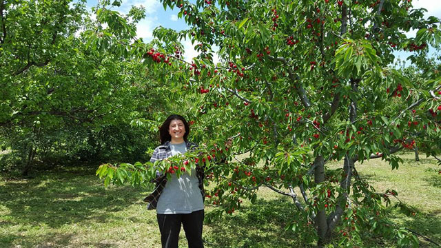 Dalları bastı kiraz