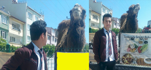  Deve ile bakışlar