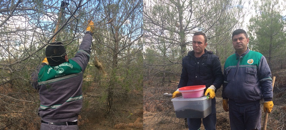 Dinar Orman İşletme Müdürlüğü orman zararlıları ile biyolojik mücadele ediyor.