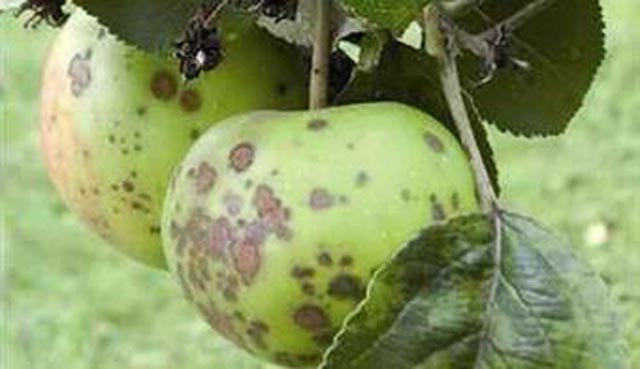 Elma üreticilerine ‘kara leke’ uyarısı