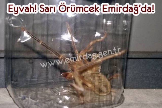 EMİRDAĞ’DA ‘SARI ÖRÜMCEK’ PANİĞİ